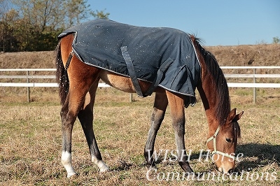 子馬の馬着