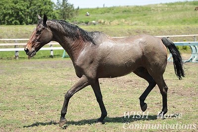 気持ちいい乗馬