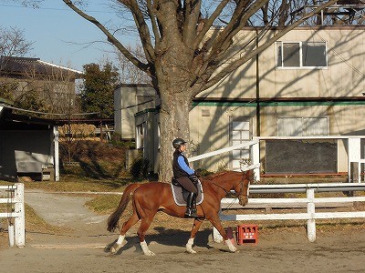 乗馬は馬の気持ちが大切