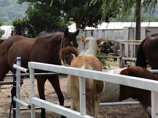 良い馬を体験できる乗馬クラブ♪