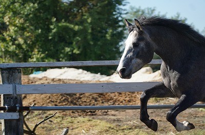 馬の自由飛越