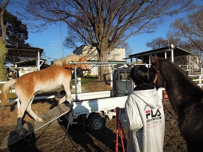 乗馬クラブにもお正月飾りを飾ります