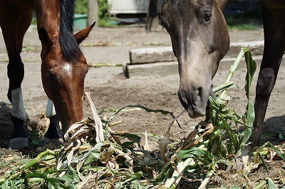 馬の声を聴け