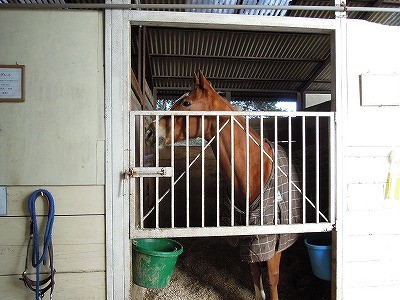 乗馬は馬のいろんな表情が見れるよ