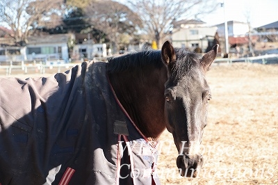 馬の視線