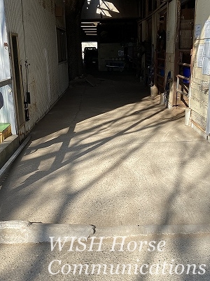 馬場馬術の経路