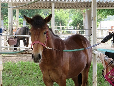 新馬調教の方法