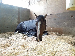雨の日の乗馬クラブ
