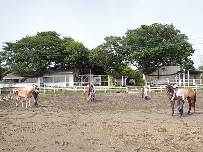 馬の調馬索練習会風景