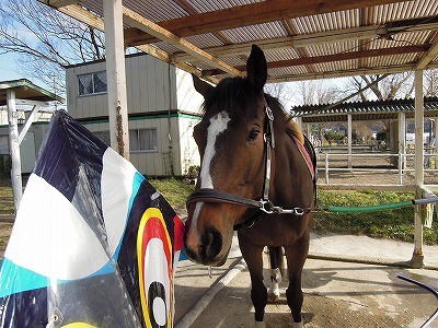 馬に優しい乗馬