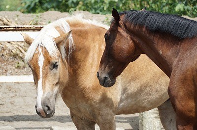 乗馬の自信をつけるには