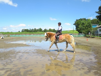 馬術　ショルダーフォー