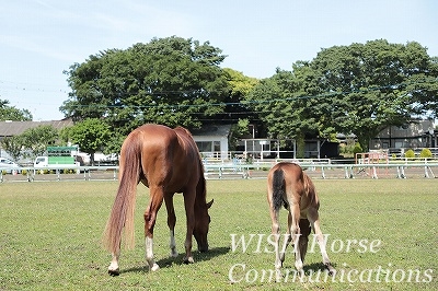 風を感じる乗馬