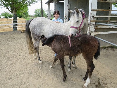 馬と仲良くなる馬術を極める