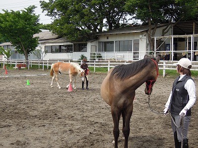 馬の調馬索講座と練習会開催