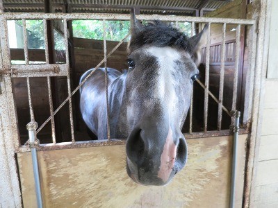 上手な馬の手入れ