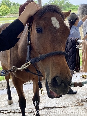 楽しい可愛い乗馬