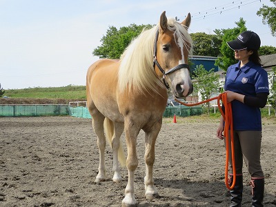 春の乗馬クラブの選び方