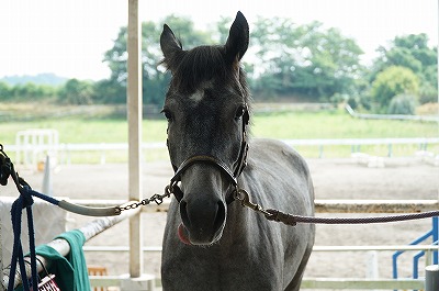 夏の馬管理