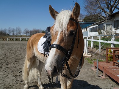 乗馬は馬の健康から