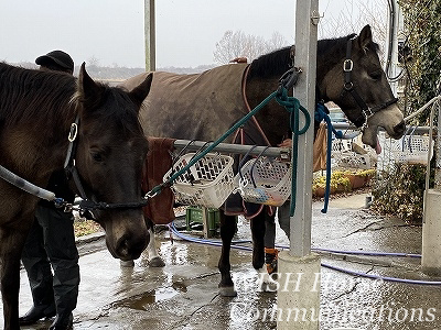 馬の気持ちいいときの表情