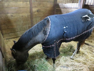 馬着を着た馬達