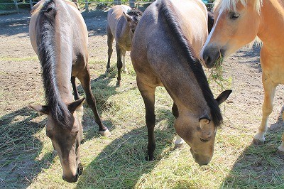 仲良しで穏やかな馬達