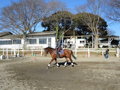 乗馬の上達とは成長のこと