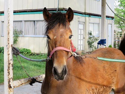 新馬調教　馬が緊張している顔