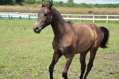 のびのび遊ぶ子馬