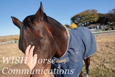 喜ぶ馬