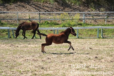 乗馬の子馬