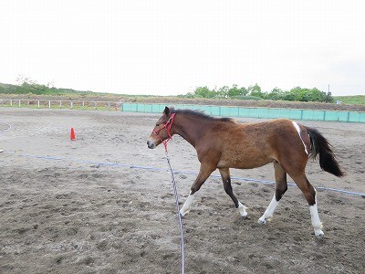 新馬調教　一貫性が大切