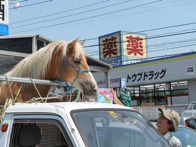 馬とアイス