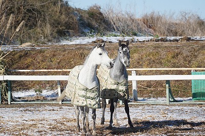 雪景色の時よくこうやって頭をあげて遠くを見るよね