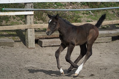 素敵な乗馬体験