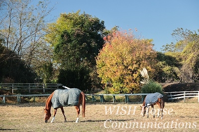 紅葉乗馬