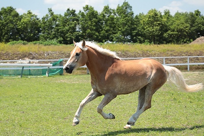 全日本に通じる正統派馬術をレッスン