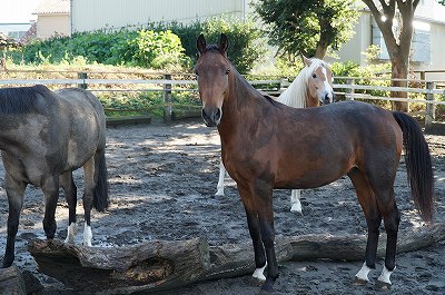 馬と仲良くなりたい