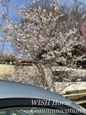 乗馬クラブの桜