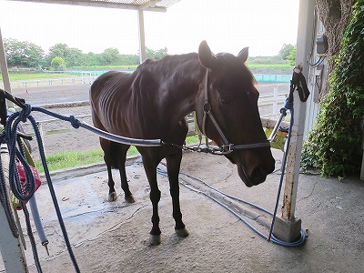 一人一人の心がけと気持ちが馬を変える