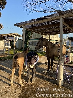 子馬の蹄管理