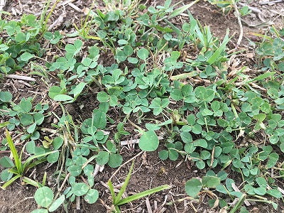 ウィッシュホースコミュニケーションズの牧草地