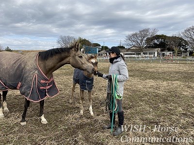 馬と信頼関係を築く
