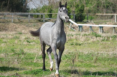 馬の幸せと自分が乗馬することの両立を目指す