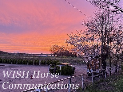 桜と夕焼け