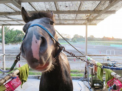 馬の甘えた顔