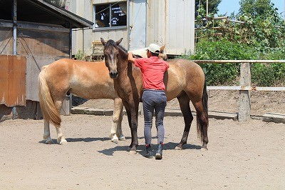 馬との信頼関係