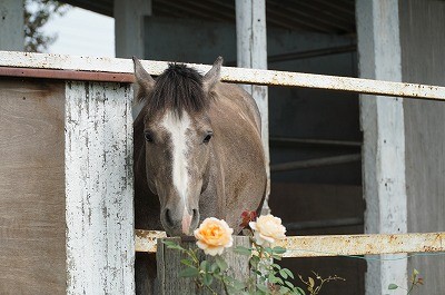 バラと若馬