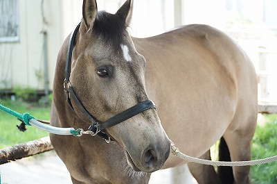 健康に管理され安定している馬